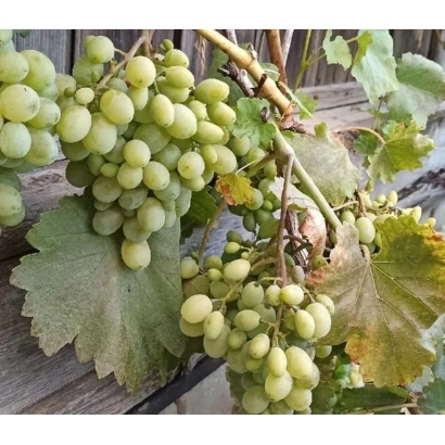 Созревающие грозди белого винограда на лозе - Рябинский