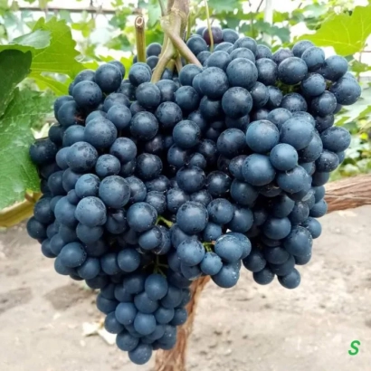 Созревшая гроздь тёмно-синего винограда на лозе - РАННИЙ МАГАРАЧА