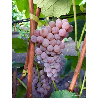 Ripe grapes on vine - RELAINE