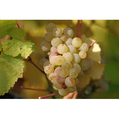 Photo of a bunch of white grapes against leaves - Riesling