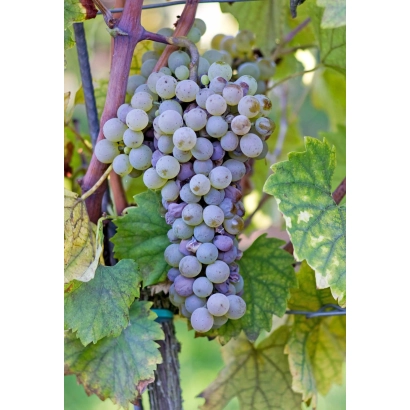 Созревающие грозди белого винограда на лозе - РИСЛИНГ МАГАРАЧА