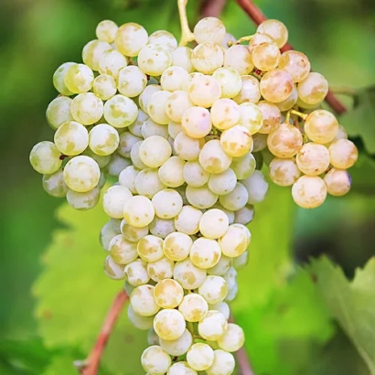 Созревающий виноград Riesling на лозе - Рислинг рейнський