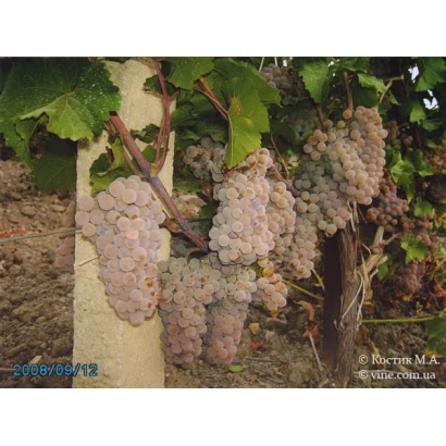 Созревающие грозди винограда на лозе - РИСУС