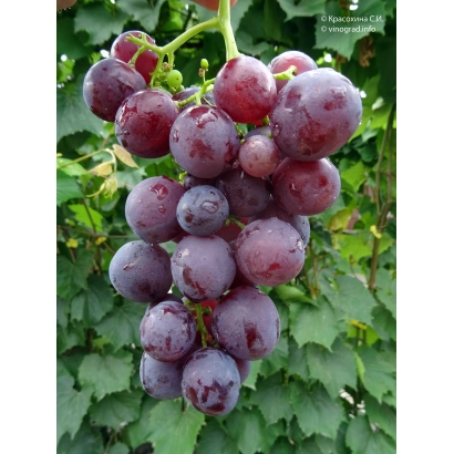 Кісточка винограду на фоні листя - РОШФОР К