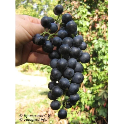 Виноград сорта Рубиновый Магарач на ладони человека - РУБИНОВЫЙ МАГАРАЧА