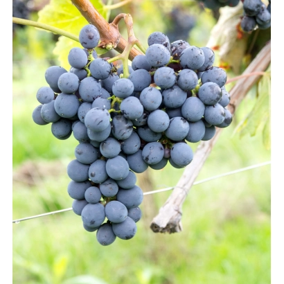 Созріваючі грона винограду сорту Санжовезе на лозі - Санджовезе