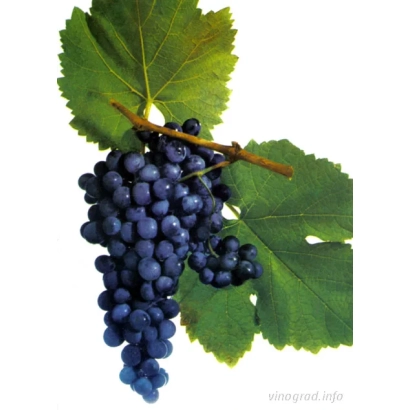 Saperavi Severny grape cluster on a vine with leaves