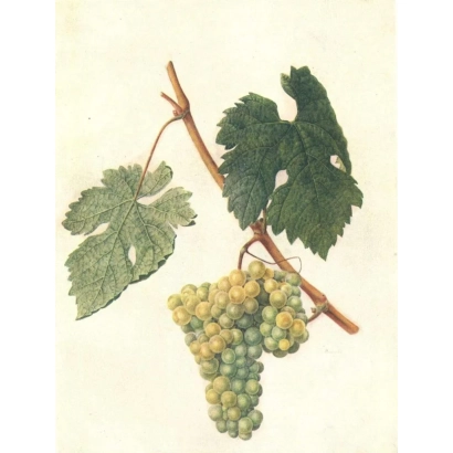 Иллюстрация грозди винограда с листьями на ветке - САРЫ ПАНДАС
