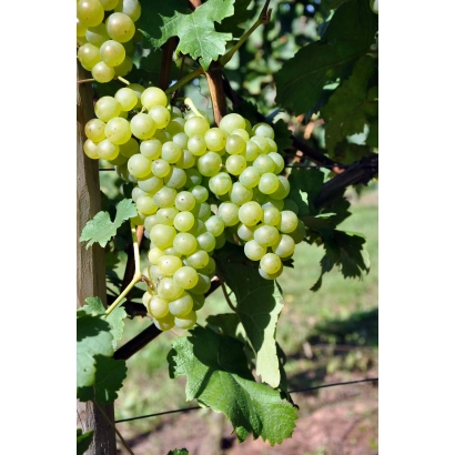 Созревший виноград сорта Шасла Белая на лозе