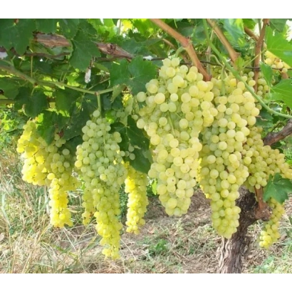 Ripening bunches of white grapes on the vine - SHASLA MUSCAT