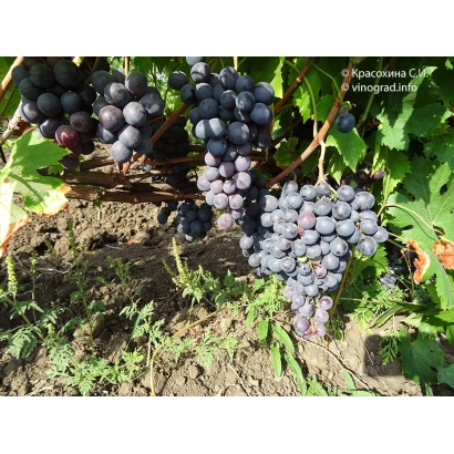 Сенсо (Малага) — грозди винограда на лозе