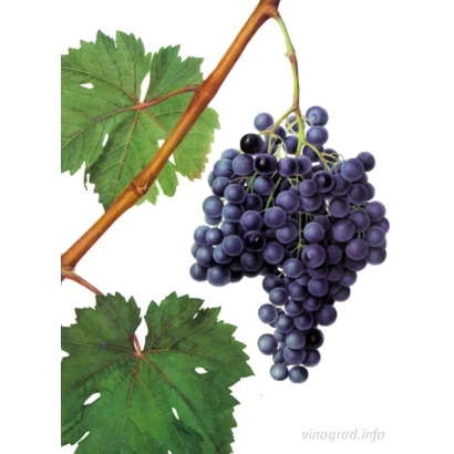 Grape Serecia Neagra on a branch with leaves