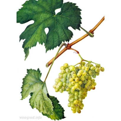 Ілюстрація виноградної лози з гронам жовтого винограду - Серсіаль / Серсіаль