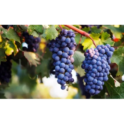 Созревающие грозди темно-синего винограда сорта Сира на лозе