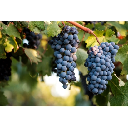 Ripe Shiraz grape clusters on the vine - SHIRA RAISIN