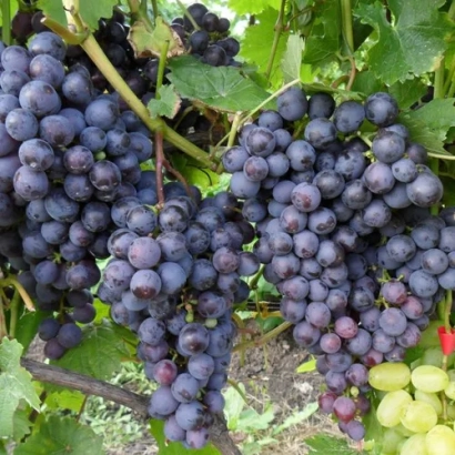 Созревающие грозди тёмно-синего винограда на лозе - СКУНГУБ 2
