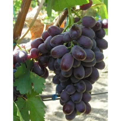 Dark purple grape clusters on vine - CHOCOLATE