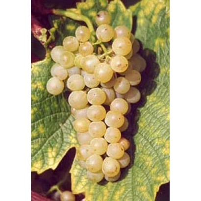 Созревший виноград сорта Солярис Таманский на лозе