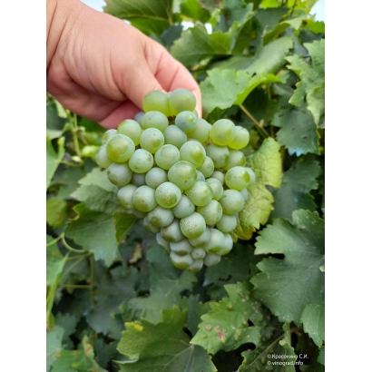 Рука держит гроздь зеленого винограда на фоне виноградной лозы - СОВИНЬОН