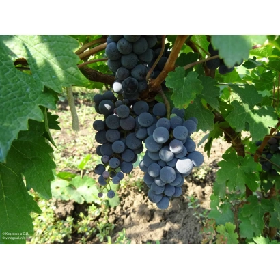 Сорт винограда Совиньон Таманский на лозе