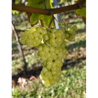 Sauvignon Blanc grape variety on vine