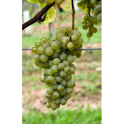 Созревающий виноград сорта Спартак на лозе - СПАРТАНЕЦ МАГАРАЧА