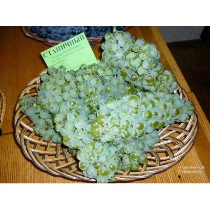 Кисть винограда Станичный в плетёной корзине