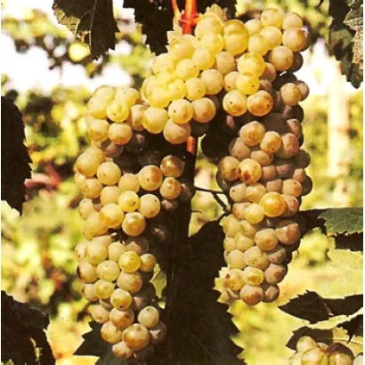 Ripe white grapes of the Sukholymanskyi Belyi variety on the vine