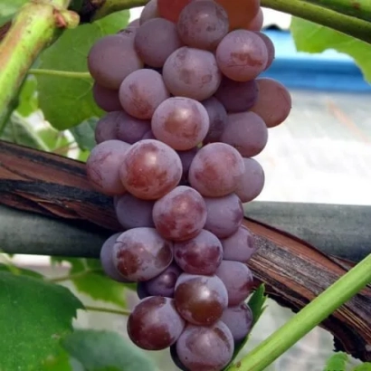 Close-up of a grape cluster on a vine - SYK DANAY