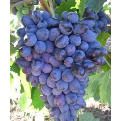 Созревший виноград сорта Таир на лозе