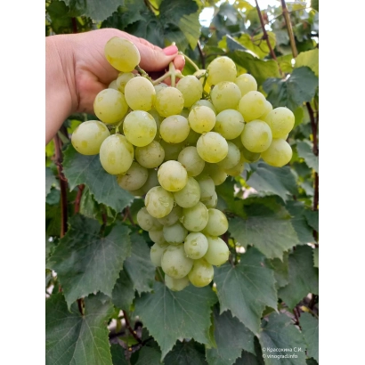 Juicy bunch of white grapes against leafy background - Talisman