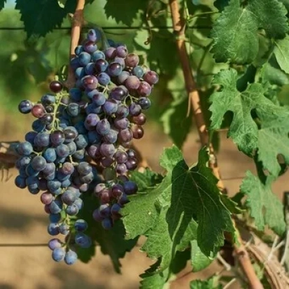 Созревающий виноград сорта Танагоз на лозе