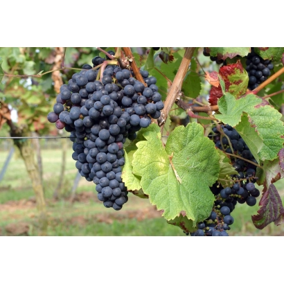 Созревающие грозди тиннота на винограднике - Таннат