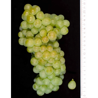 Созревшая гроздь винограда Ташлы на черном фоне