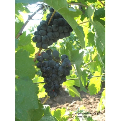 Созревающие грозди тёмного винограда на лозе - ТАВКВЕРИ МАГАРАЧА