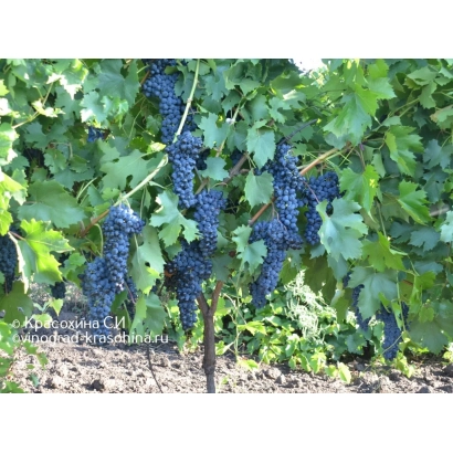 Созревающие грозди винограда сорта ТЕРЕМНОЙ на лозе