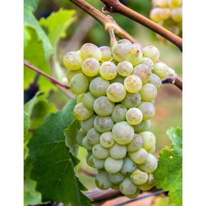 Ripe grapes on vine - TERGULMEK