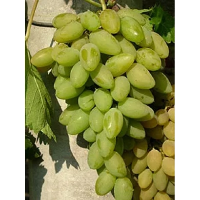 Ripe Timu grapes on vine - Timur