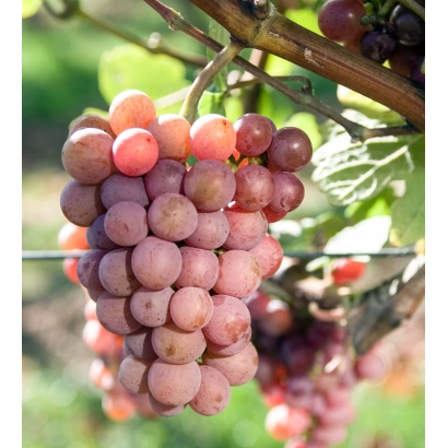 Вигнановий сорт Трамінер рожевий на лозі