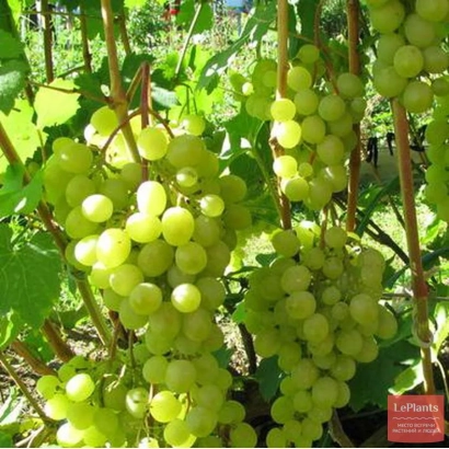 Созревающие грозди винограда на лозе - ЮБИЛЕЙ ТСХА