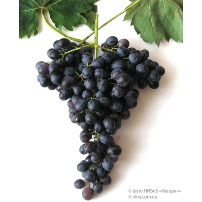 Созревший виноград сорта Южнобережный на белом фоне