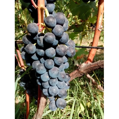 Созревающий виноград на лозе, соответствующий категории Виноград - ВЕЧЕРНИЙ