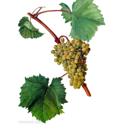 Виноград Вердельо на гілці з листям