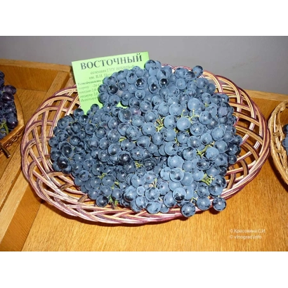 Корзина с синими ягодами винограда Восточный