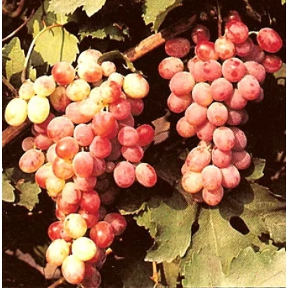 Созревающие грозди винограда сорта Восток на лозе