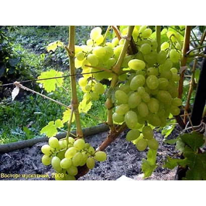 Зрілі грозді білого винограду на лозі - Білий Схід