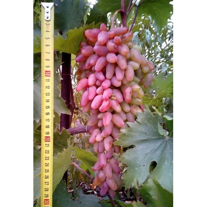 Кисть винограда сорта Заграва с линейкой для измерения размера