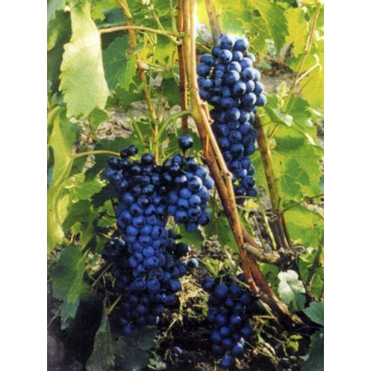 Созріваючі грона винограду сорту Зеленолузький рубін на лозі