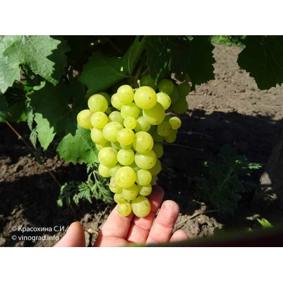 Виноград Жемчуг Саба в руке на фоне лозы
