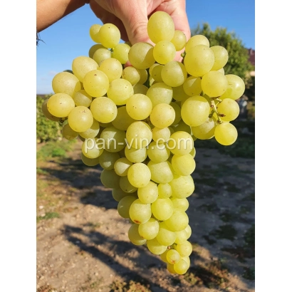 Виноград Золотце на гілці, тримається рукою на тлі поля